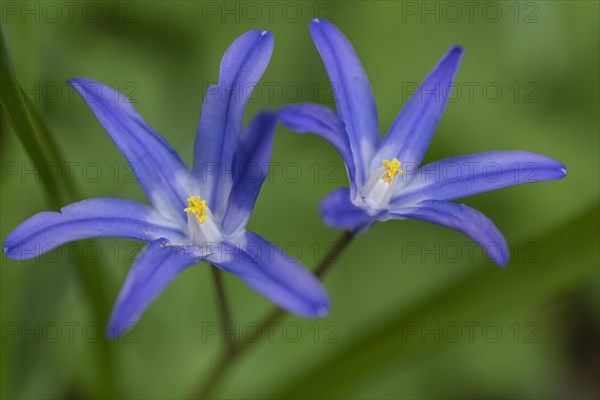 Snow pride (Chionodoxa luciliae), Emsland, Lower Saxony, Germany, Europe