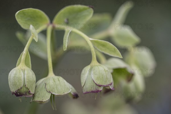 Stinking hellebore (Helleborus foetidus), Emsland, Lower Saxony, Germany, Europe