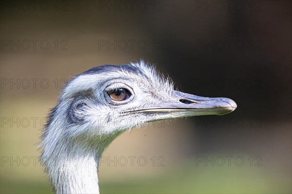 Nandu (Rhea americana) Pantanal Brazil