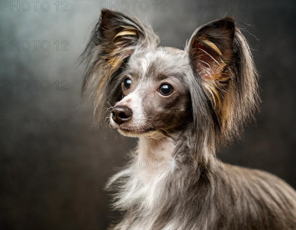 Dog, Chinese crested dog, portrait, head only, puppies, dark background, AI generated, AI generated