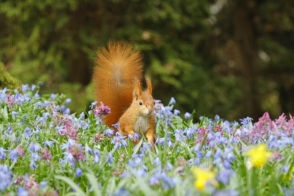 Eurasian red squirrel (Sciurus vulgaris) on a blue star meadow, Hesse, Germany, Europe