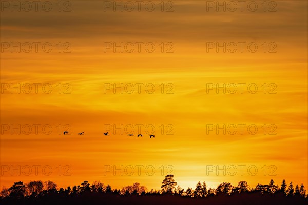 Flock of cranes (grus grus) flying above a woodland at sunset