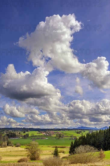 Moor landscape with cumulus, cumulus, cumulus clouds and alpine chain near Wildpoldsried, Allgaeu, Swabia, Bavaria, Germany, Europe