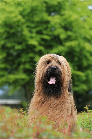 Briard, Berger de Brie