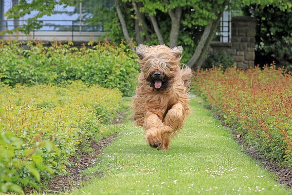 Briard, Berger de Brie