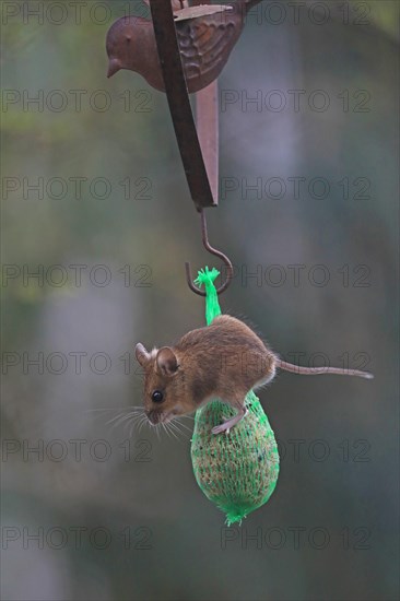 House mouse (Mus musculus)