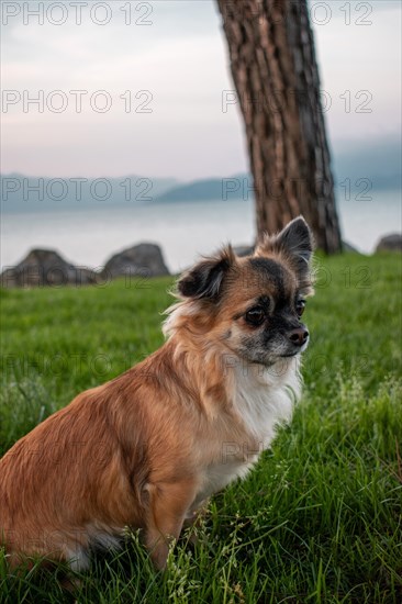 Brown long-haired Chihuahua sitting in a meadow in front of Lake Garda, Sirmione, Lake Garda, Italy, Europe