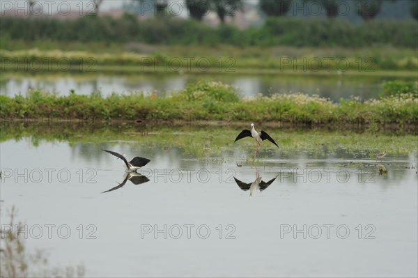 Black-winged Stilt, Himantopus himantopus, italy