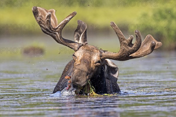 Moose. Alces alces. Bull moose feeding with aquatic vegetation in a lake. La Mauricie national park. Province of Quebec. Canada