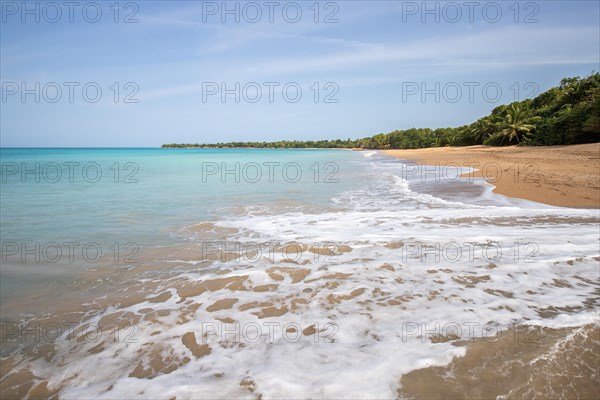 Lonely, wide sandy beach with turquoise-coloured sea. Tropical plants in a bay in the Caribbean sunshine. Plage de Cluny, Basse Terre, Guadeloupe, French Antilles, North America