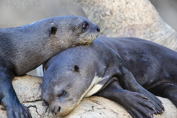 Giant otter (Pteronura brasiliensis) Pantanal Brazil