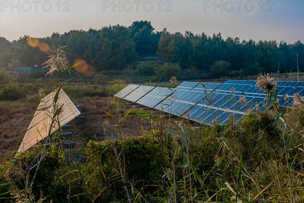 Rows of solar panels installed in rural field with evergreen trees in background in South Korea