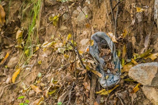 Camouflaged snake blends with the dry leaves on the forest floor, in South Korea