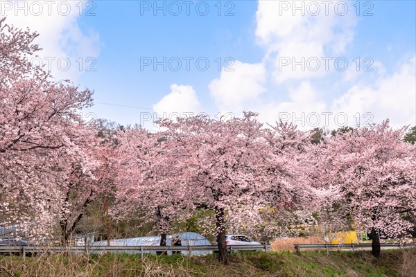 Beautiful cherry blossom trees on side of rural road under blue sky with puffy white clouds in Daejeon, South Korea, Asia