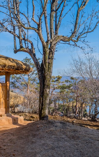 A leafless tree stands beside a traditional thatched-roof structure with clear blue sky overhead, in South Korea