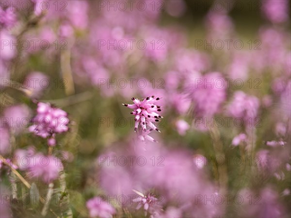 Flowering heather (Erica), near Tragoess, Styria, Austria, Europe