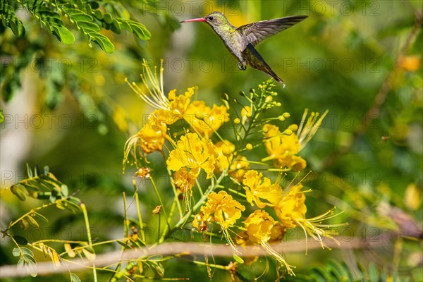 Golden Sapphire Hummingbird (Hylocharis chrysuria) Pantanal Brazil