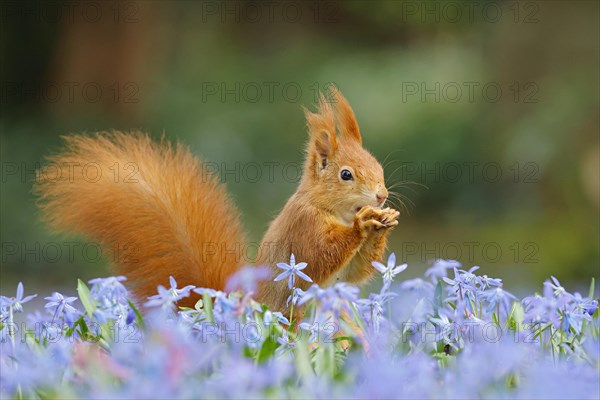 Eurasian red squirrel (Sciurus vulgaris) on a blue star meadow, Hesse, Germany, Europe