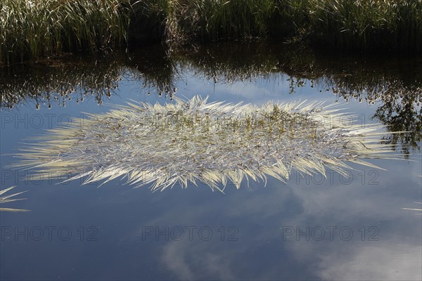 Seagrass (Zostera) blown by the wind forms an oval shape in a pond, Lofoten, Norway, Scandinavia, Europe