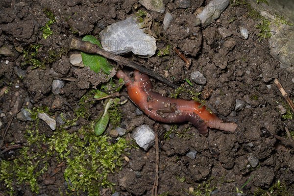 Earthworm (Lumbricidae), mating between moss and stones at the edge of a path, Velbert, North Rhine-Westphalia, Germany, Europe