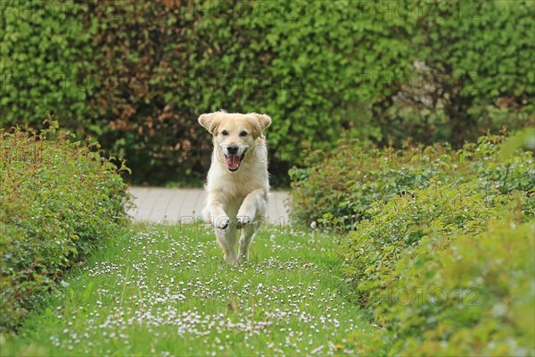 Golden Retriever