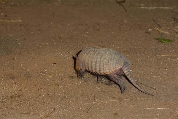 Giant armadillo (Priodontes maximus) Pantanal Brazil