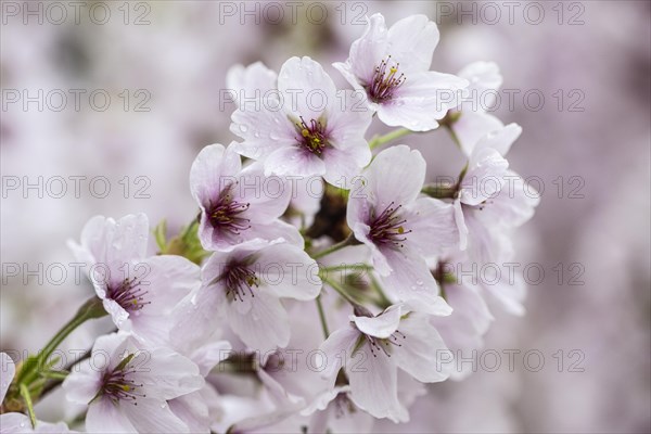 Japanese cherry (Prunus serrulata), Emsland, Lower Saxony, Germany, Europe