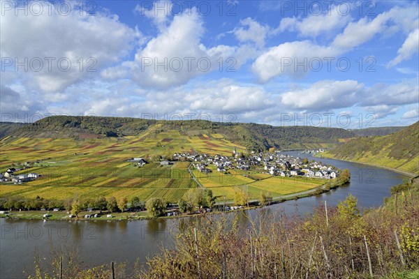 View of the wine village Ellenz-Poltersdorf, district Ellenz with autumnal vineyards, blue cloudy sky, Moselle, Rhineland-Palatinate, Germany, Europe