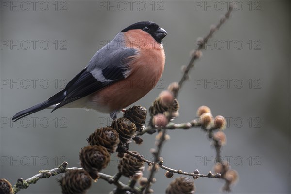 Eurasian bullfinch (Pyrrhula pyrrhula), Emsland, Lower Saxony, Germany, Europe