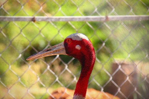 Close up of a Sarus Crane or Grus antigone behind a chain link fence at rehabilitation center in Cambodia