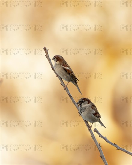House sparrows (Passer domesticus), house sparrows sitting on a branch in the sunset, background orange golden blurred, Ruhr area, Germany, Europe