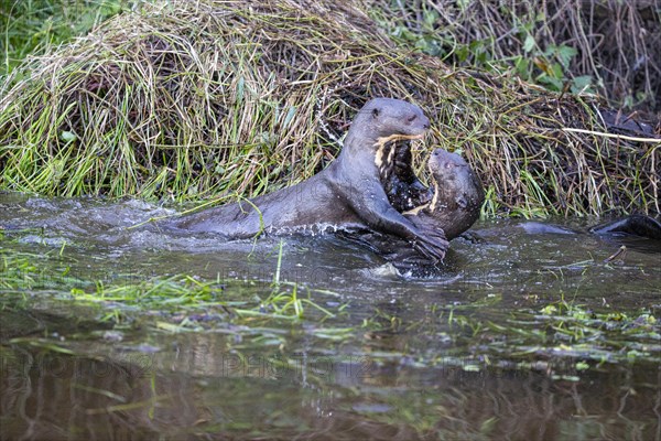 Giant otter (Pteronura brasiliensis) Pantanal Brazil