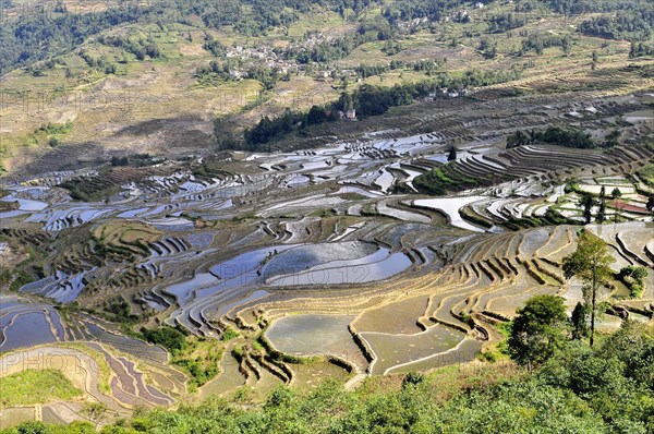 Yuanyang rice terrace, china