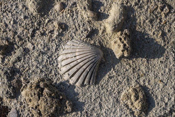 Shell on the rock, Sarakinikoer, Milos, Cyclades, Greece, Europe