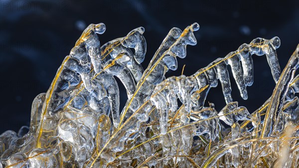 Icy grasses along the river, Fjallabak Nature Reserve, Sudurland, Iceland, Europe