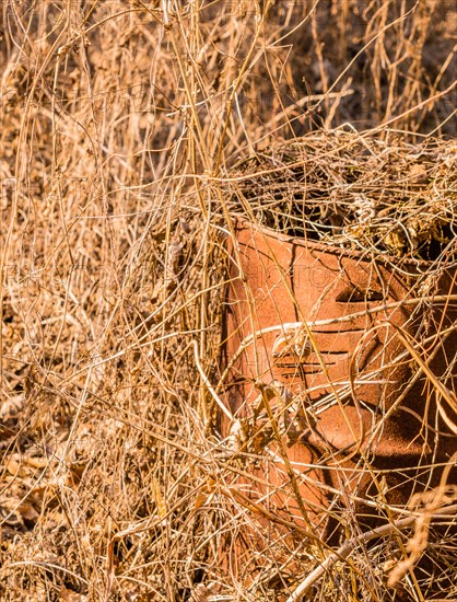 Rusty metal bucket camouflaged beneath dried plants and vegetation, in South Korea