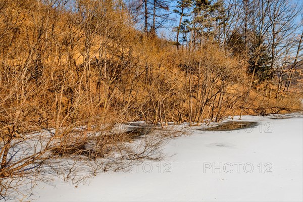 Dense dry shrubbery partially covered with snow, in South Korea