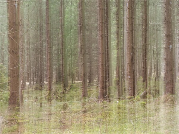 Trees in the forest, pull-along effect, Jassing, Styria, Austria, Europe