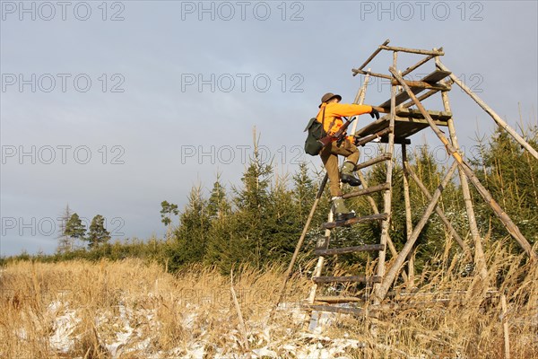 Wild boar (Sus scrofa) Hunter in warning clothing climbs high seat, Allgaeu, Bavaria, Germany, Europe