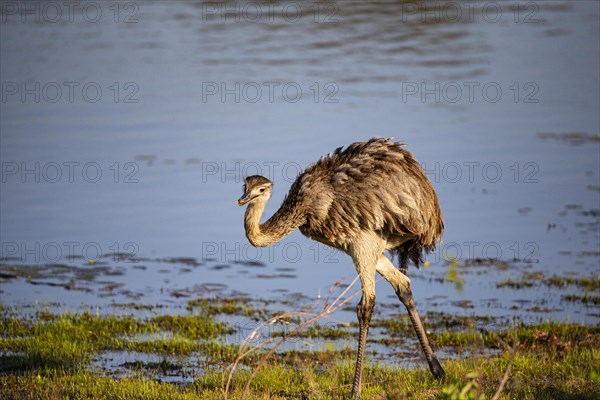 Nandu (Rhea americana) Pantanal Brazil