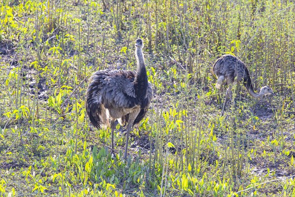 Nandu (Rhea americana) Pantanal Brazil