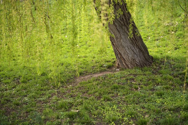 Trunk of a weeping willow, Stuttgart, Baden-Wuerttemberg, Germany, Europe