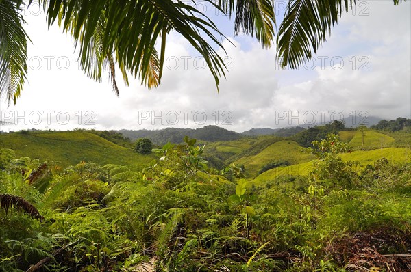 Forest, sarawak, malaysia