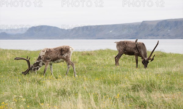 Reindeer (Rangifer tarandus) grazing on the shores of the Barents Sea, Lapland, Norway, Scandinavia, Europe