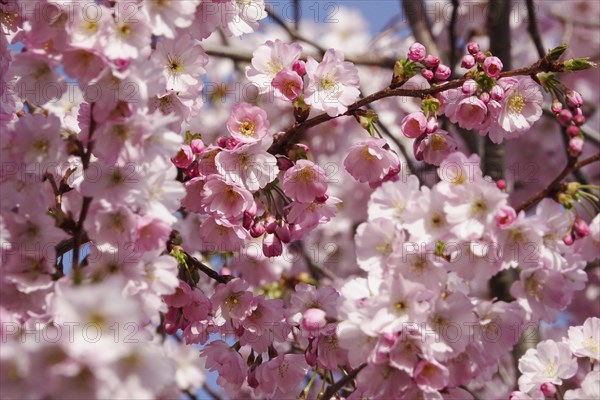 Ornamental cherry in bloom, March, Germany, Europe