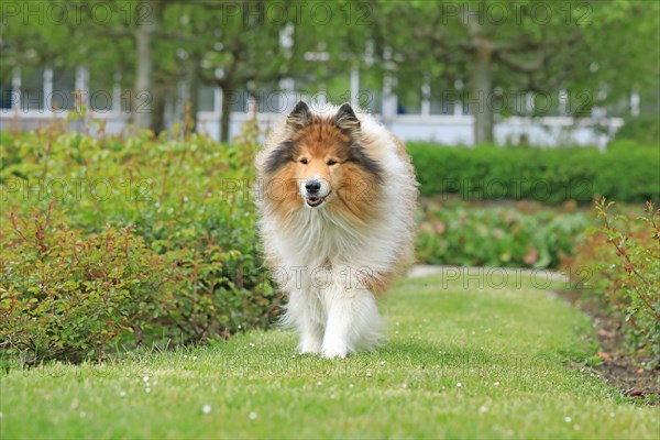 Collie, Long-haired Collie