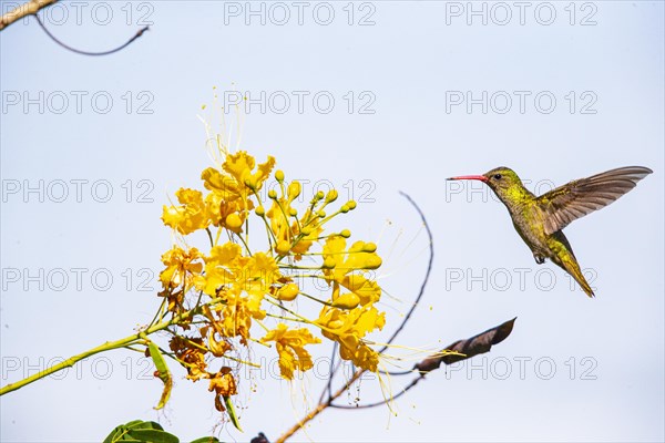 Golden Sapphire Hummingbird (Hylocharis chrysuria) Pantanal Brazil