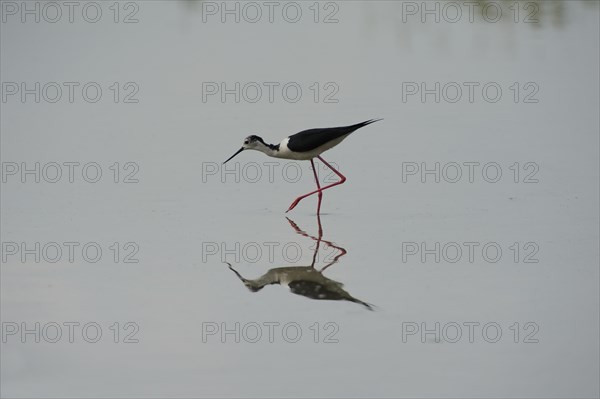 Black-winged Stilt, Himantopus himantopus, italy