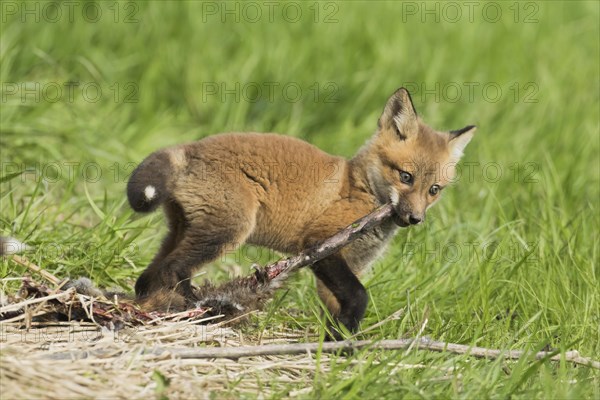 Red fox. Vulpes vulpes. .Fox cub eating the remains of a muskrat. Province of Quebec. Canada
