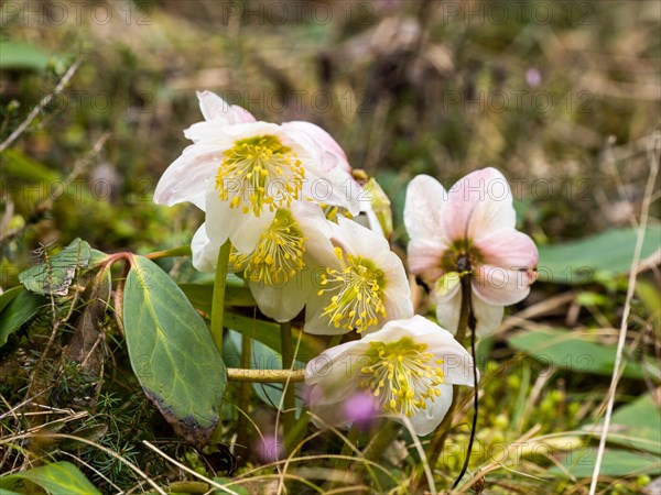 Christmas rose (Helleborus niger), near Tragoess, Styria, Austria, Europe